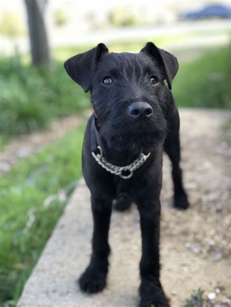 Both parent work. . Patterdale terriers for sale